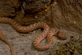 Night snake (Photo by NCC)