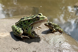 Adult northern leopard frog (Photo by Calgary Zoo/Wilder Institute)