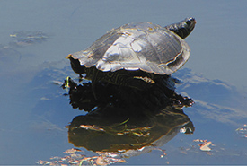 Northern map turtle (Photo by D. Gordon and E. Robertson) 