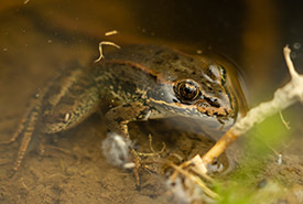 Northern red-legged frog (Photo by Fernando Lessa)