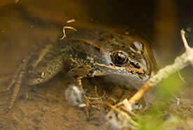 Grenouille à pattes rouges (Photo de Fernando Lessa)