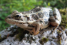 Pickerel frog (Photo by NCC)