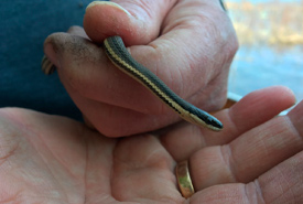 Queen snake found on the Saugeen Bruce Peninsula in 2017. When these snakes are observed, not only do we look for signs of snake fungal disease, we also examine them for signs of injury and measure them so we can better understand the number of young versus adults in the population. (Photo by NCC) 