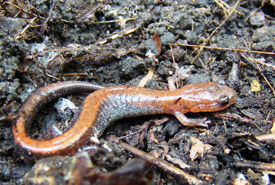 Redback salamander, Happy Valley Forest, ON (Photo by NCC)
