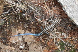 Five-lined skink, a species at risk in Ontario (Photo by NCC)