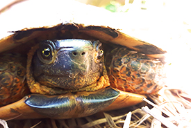 Small wood turtle, Nova Scotia (Photo by Thomas Baker)