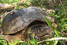 Snapping turtle (Photo by Pascale Bider) 