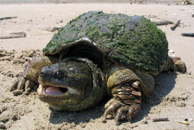 Snapping turtle (Photo by Ryan M. Bolton)