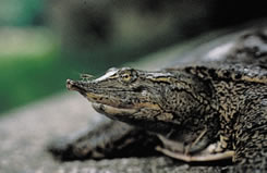 Spiny softshell turtle (Photo by NCC)