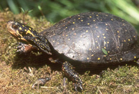 Spotted turtle (Photo by John Mitchell, Figment Films)