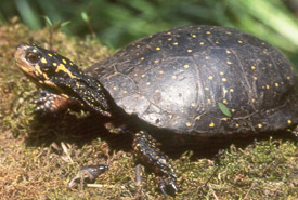 Tortue ponctuée (Photo de John Mitchell, Figment Films)