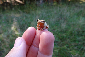 A spring peeper that hopped onto my arm. (Photo by NCC)