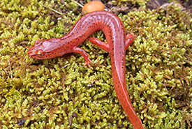 Spring salamander (Photo by John D. Wilson)