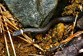 Ring-neck snake (photo by Daisy Magoo)