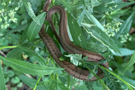 Dekay's brownsnake (photo by Alexa Falla)