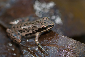 Western chorus frog (Photo by Josh Vandermeulen, Creative Commons)