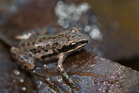 Rainette faux-grillon (Photo de Josh Vandermeulen sous licence Creative Commons)