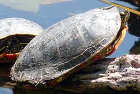 Western painted turtle suns itself in a wetland (Photo by NCC)