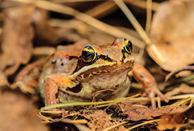 Wood frog (Photo by Alamy Stock Photo)