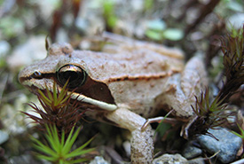 Grenouille des bois (Photo de Michael Zahniser, Wikimedia Commons)