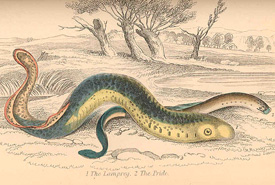 <i>The Lamprey, 2. The Pride</i>, 1866 (Illustration by Robert Hamilton)