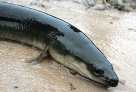 American eel (Photo from Wikimedia Commons)