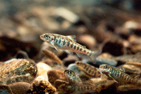 Atlantic salmon parr (Photo by Peter Steenstra/Wikimedia Commons)