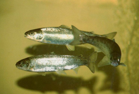 Atlantic salmon smolts (Photo by U.S. Fish and Wildlife Service)