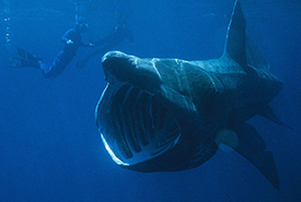 Basking shark (Photo by Chris Gotschalk/Wikimedia Commons)
