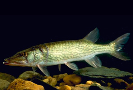 Chain pickerel (Photo by Ken Hammond) 