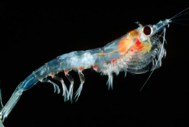 Krill (Photo by Fisheries and Oceans Canada)
