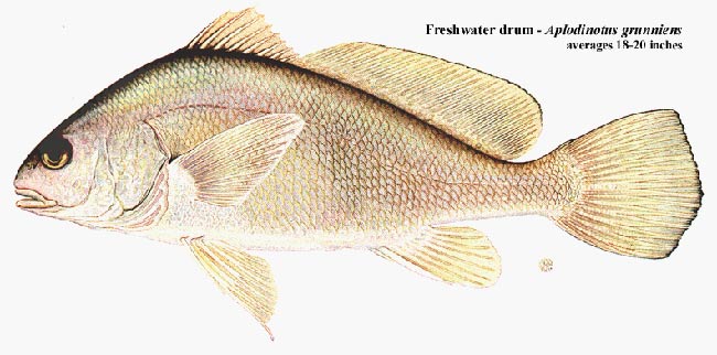 Freshwater drum (Photo by From New York Dept. of Environmental Conservation)