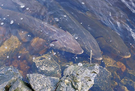 Lake sturgeon (Photo by U.S. Fish and Wildlife Service)