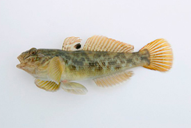 Round goby <i>(Neogobius melanostomus)</i> (Photo by Peter van der Sluijs/Wikimedia Commons)