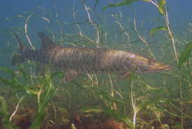 Muskellunge (Photo by U.S. Fish and Wildlife Service) 