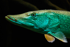 Northern pike (Photo by Dirk Godlinski)