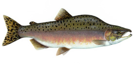 Pink salmon (Photo by U.S. Fish and Wildlife Service/Wikimedia Commons)