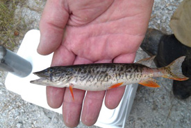 Redfin pickerel (Photo from Wikimedia Commons)