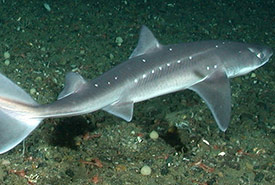 Spiny dogfish (Photo by NOAA)