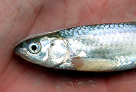 Western silvery minnow (Photo from North American Native Fishes Association)