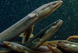 American eels (Photo by Lynda Richardson) 