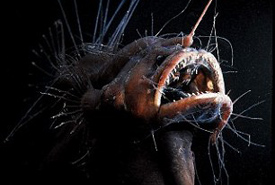 Angler fish (Photo by David Shale) 