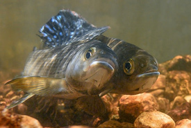 Mating arctic grayling (Photo by Charles Summers Jr.)