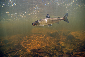 Atlantic whitefish (Photo by Bob Semple)