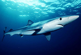 Blue shark (Photo by Mark Conlin/NMFS)
