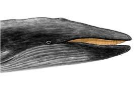 Blue whale (Illustration by Denise Wong) 