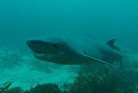 Broadnose sevengill shark (Photo by Peter Southwood, CC BY-SA 3.0)