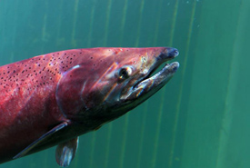 Saumon chinook en période de fraie (Photo de Fish On in the the Yukon)