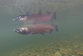 Coho salmon adult at Bella Coola River (Photo by Harvey Thommasen)