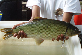 Copper redhorse (Photo by NCC)